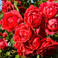 Роза красная плетистая\вьющаяся Family Red (Фемели Ред) саженцы