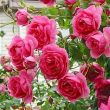 Троянда рожева плетиста\витка Family Pink (Фемелі Пінк) саджанці