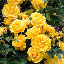 Троянда жовта плетиста/витка Family Yellow (Фемелі Єлоу) саджанці