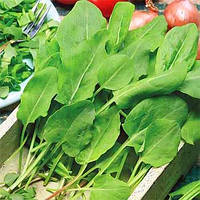 Щавель Широколистий ваговий (ціна за 100 г) Україна