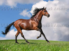 Друк їстівного фото — А4 — Вафельний папір — Кінь No1