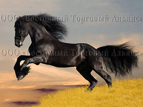 Друк їстівного фото — А4 — Вафельний папір — Кінь No2