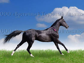 Друк їстівного фото — А4 — Вафельний папір — Кінь No4