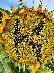 Соняшник під гранстар (КАКАК ПЛЮС СУМО). Насіння соняшника [КАКАК ПЛЮС СУМО]. Гібрид "КАКАКАК ПЛЮС СУМО" 