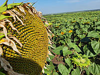 Соняшник (САМУЕЛА) A-G+. Насіння соняшника "САМУЕЛА" 112 днів. Гібрид [САМУЕЛА] 49ц/га. Маїсадур Семанс, фото 7