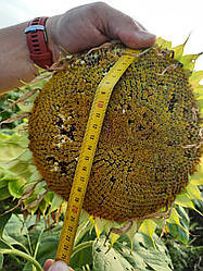 Соняшник Самуела стійкий до семи рас вовчка A-G +. Урожайний ранньостиглий, тривалість Самуела 49ц / га Маїсадур для Півдня 