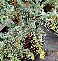 Кедр ліванський Сапфір Німф / h 40-50 / Cedrus Saphire Nymph, фото 3
