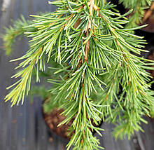 Кедр гімалайський Вінкс Голден / h 80-100 / Cedrus Vink's Golden, фото 4