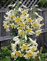 Лілія гігант Conca d`Or цибулини