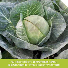 Насіння капусти Галлікан F1 фракція 2-2.25 мм (Syngenta), 2500 насіння — середньоспечена