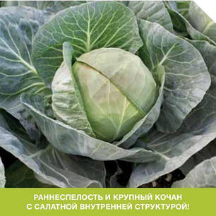 Насіння капусти Галлікан F1 фракція 2-2.25 мм (Syngenta), 2500 насіння — середньоспечена, фото 1
