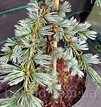 Кедр ліванський Глаука / С5 / h 80-100 / Cedrus libani Glauca, фото 6