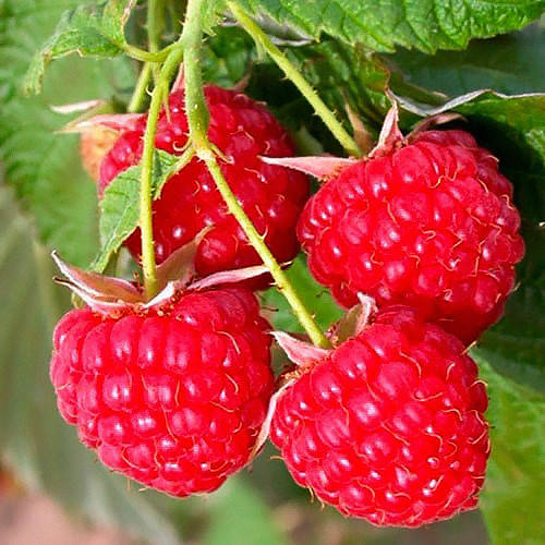 

Саженцы (кусты) летней малины Глен Файн - средне-ранняя, ароматная, урожайная, бесшипная