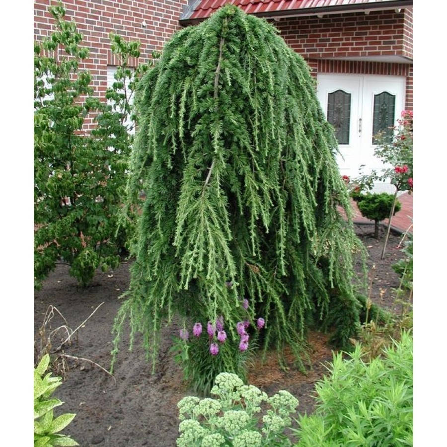 

Larix kaempferi Pendula C-5