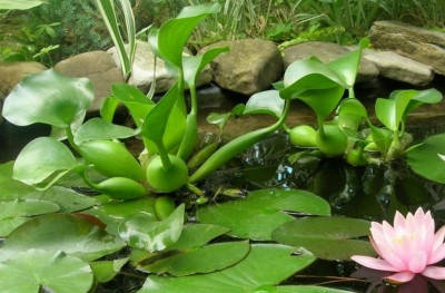 

Эйхорния (водяной гиацинт)