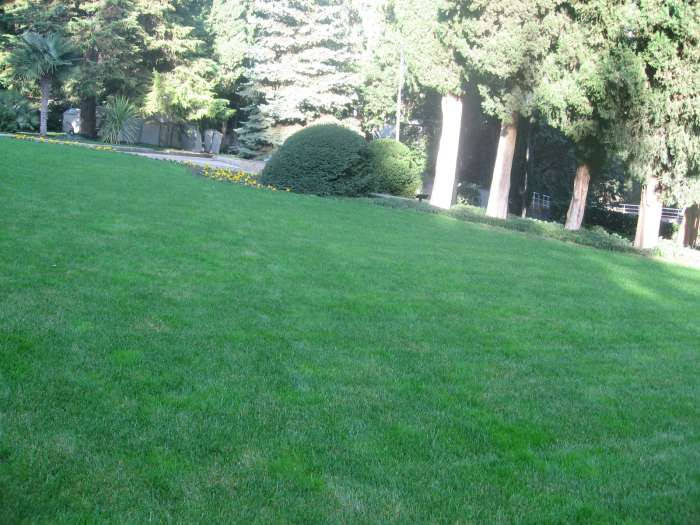 

Полевица побегоносная - супергазон