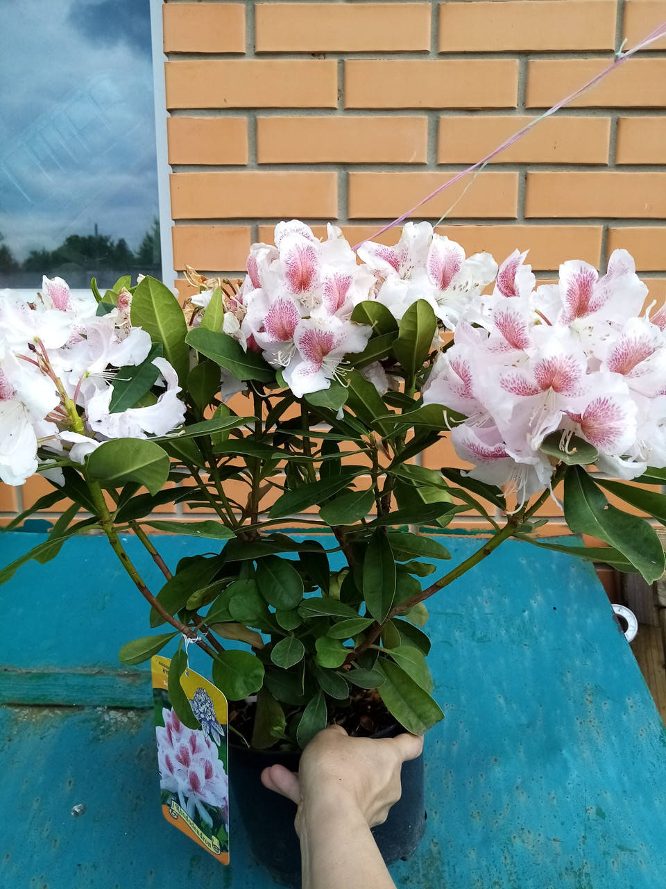 

Рододендрон Белами 4х летка