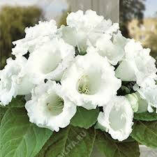 

Семена Глоксиния Аванти F1 белая 5 семян Sakata, Белый