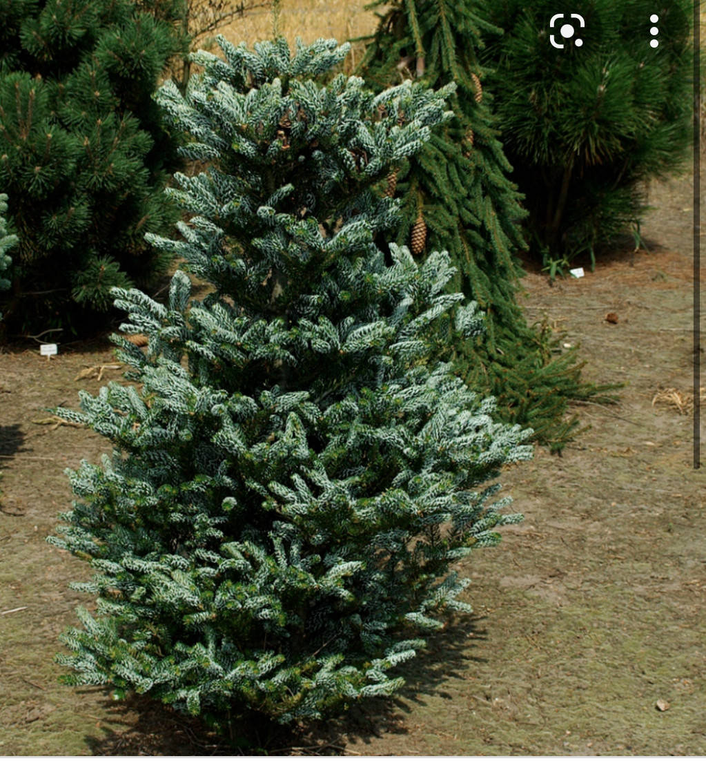 

Abies koreana Silber Loke С-5