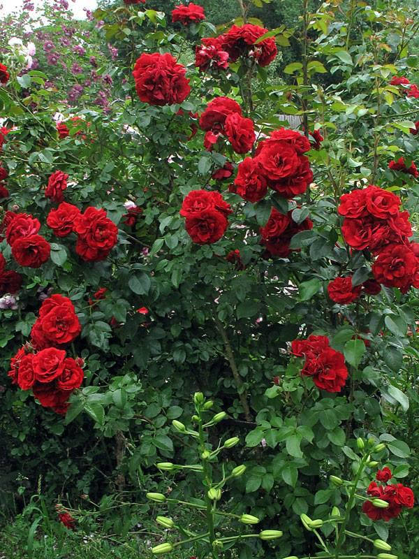 

Роза Амадеус