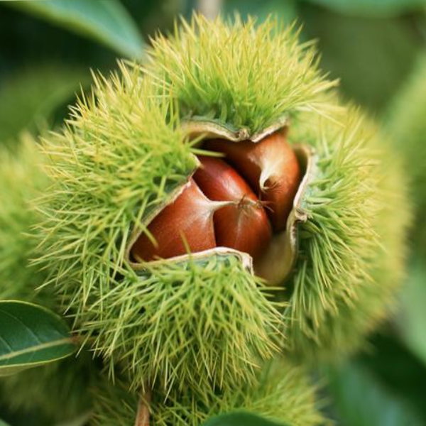 

Саженцы каштана «Неаполитанский» (съедобный) - 1-летний