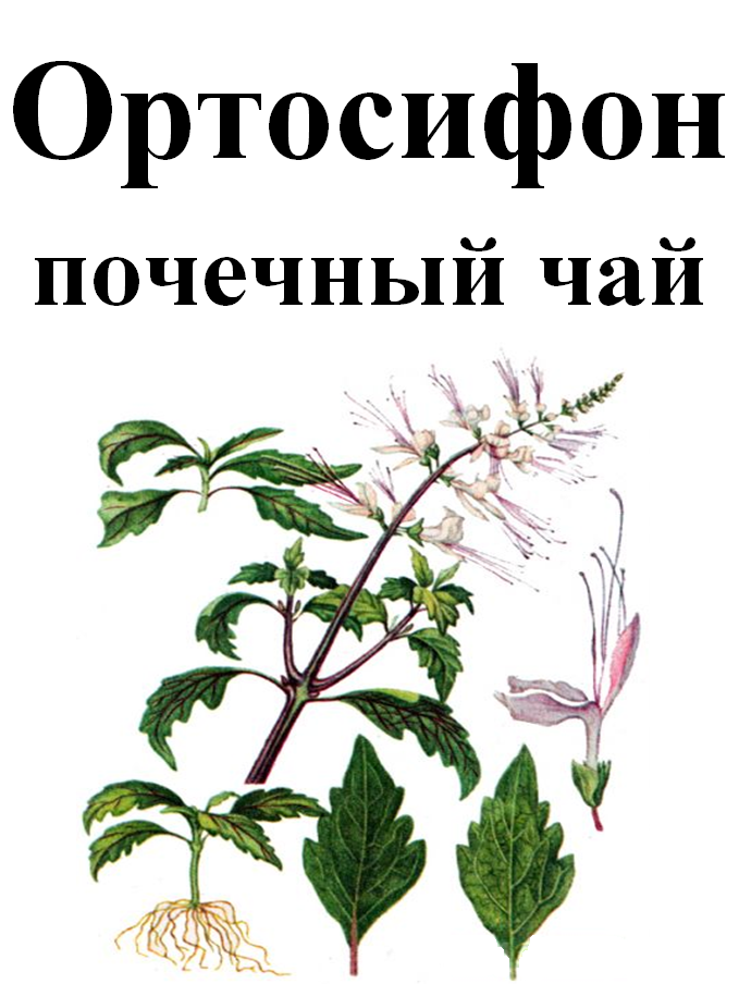 

Ортосифон (почечный чай), 40 грамм