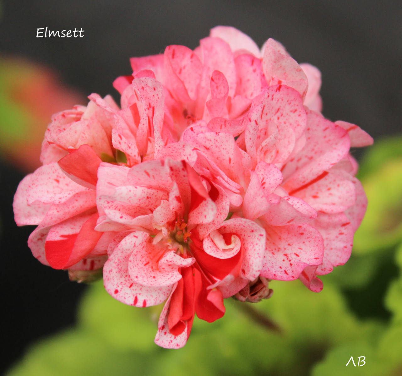 

Elmsett (27)