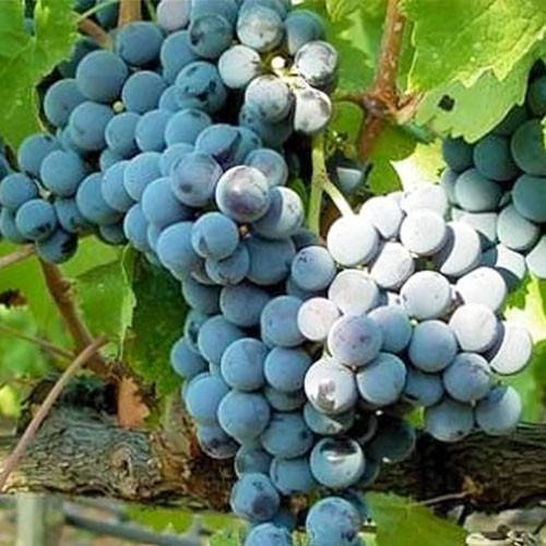 

Виноград Каберне Совиньон (саженцы)