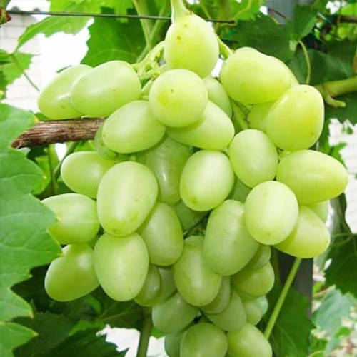 

Виноград Аркадия (саженцы)