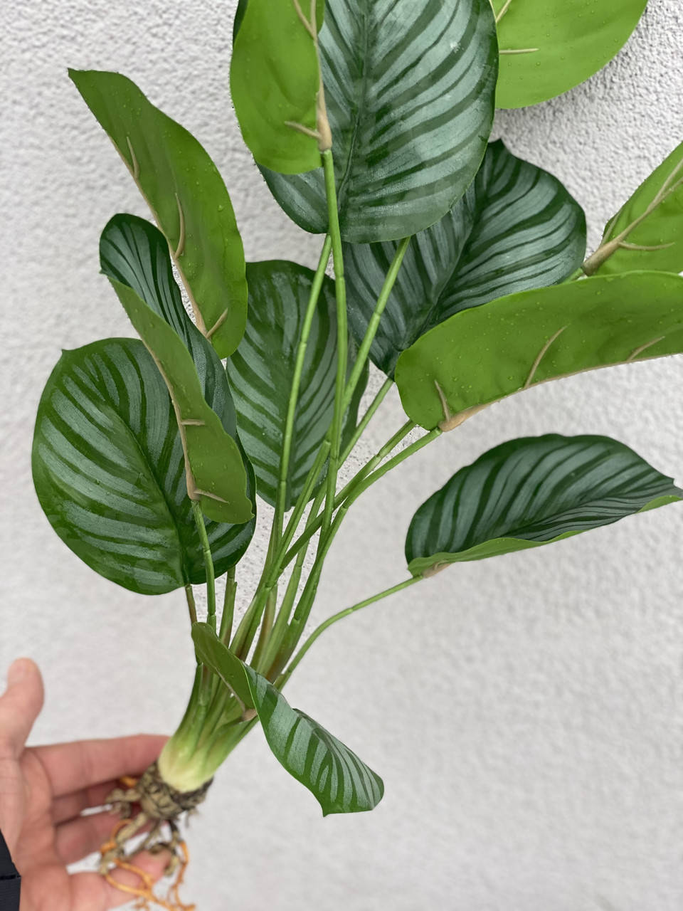 

Калатея декоративная с корнями, Зелёный