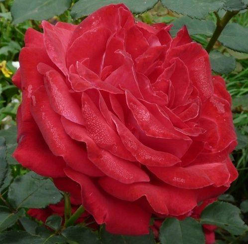 

Саженцы розы "Dame de Coeur" (Дам Де Кер)