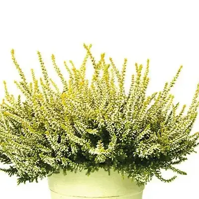 

ВЕРЕСК "АНУК" (Calluna vulgaris 'Anouk') / Саженцы (ЗКС)