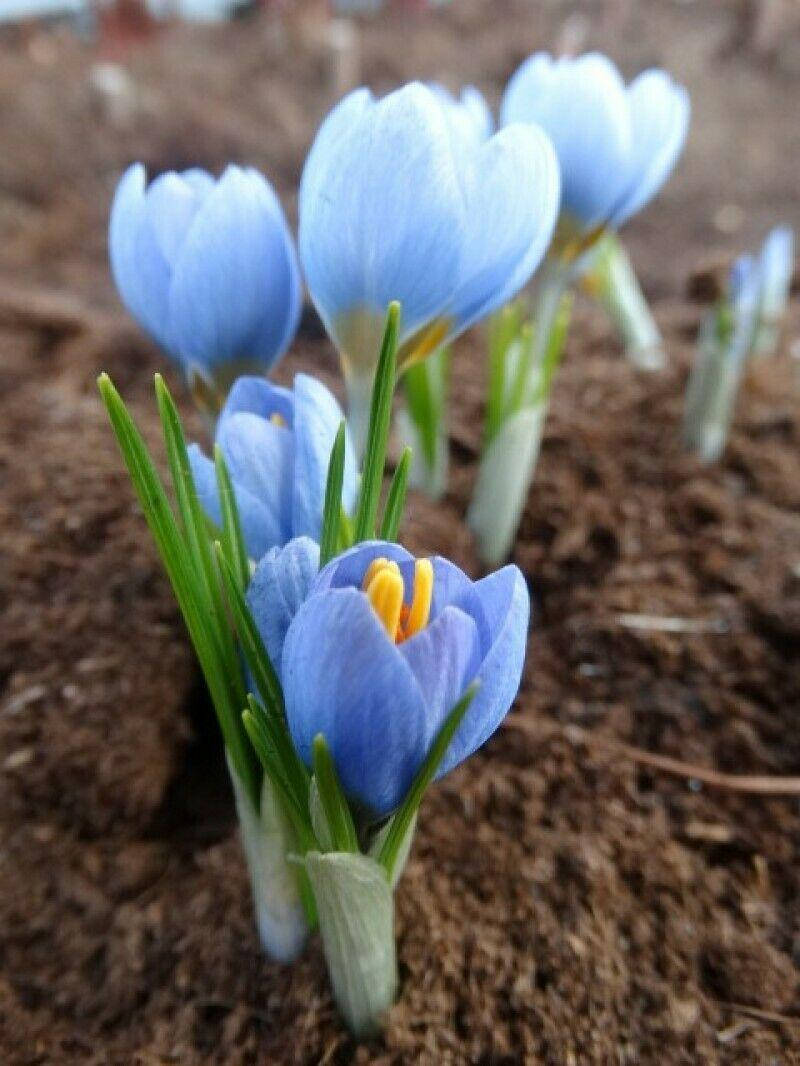 

Крокус Блу Вайт (Blue White)