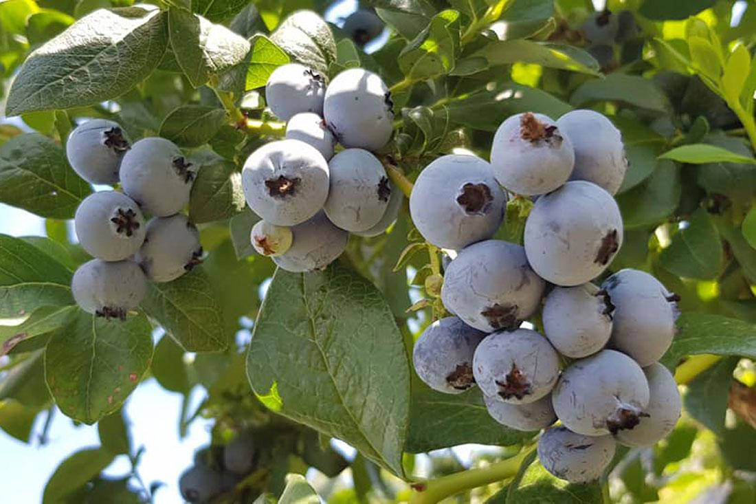 

Голубика "Бонус" 3 лет, в контейнере 3литра (средний сорт)