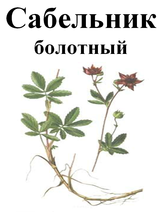 

Сабельник болотный корень, 100 грамм