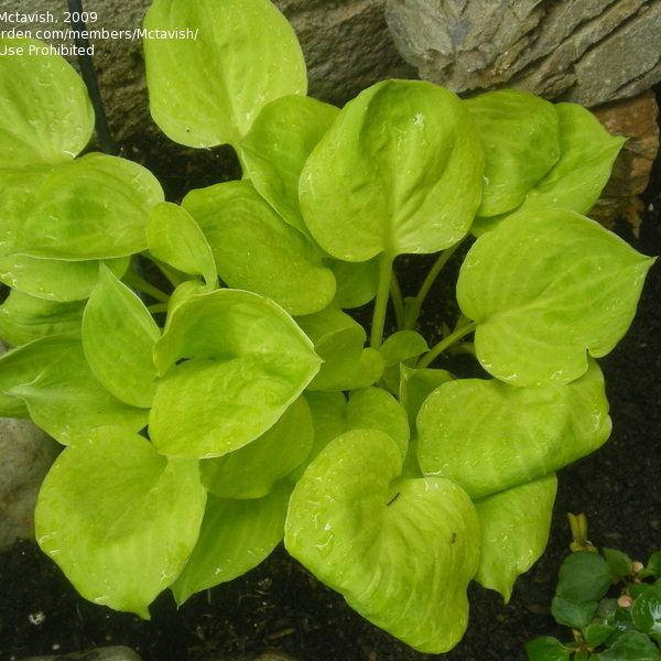 

Хоста амбер тиара, Hosta amber tiara