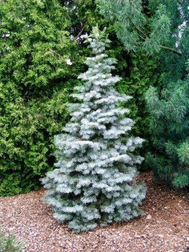

Abies concolor Archer's Dwarf С-10