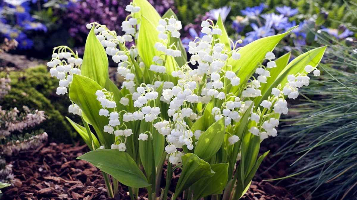 

Конвалія травнева Вайт (Convallaria majalis White), 5шт
