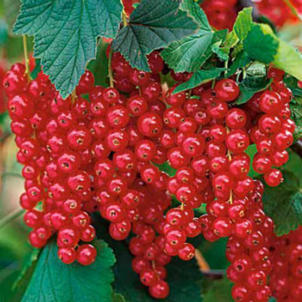 

Саженцы смородины «Дарница»