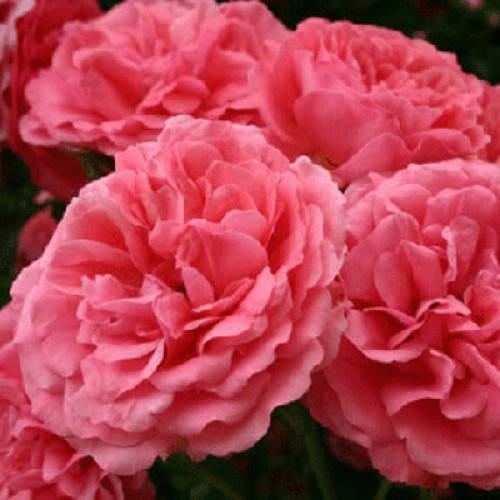 

Саженцы роз сорт Rosarium Uetersen (Розариум Юстерсейн)