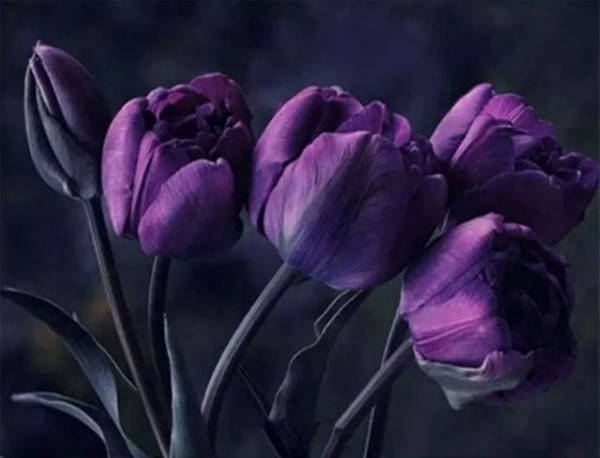 

Алмазная вышивка. Картина на подрамнике "Тюльпаны" , размер 40х50