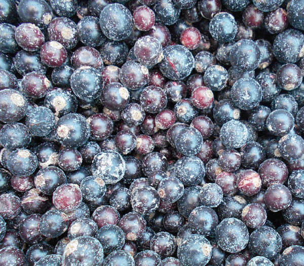 

Смородина черная с/м 1 кг.