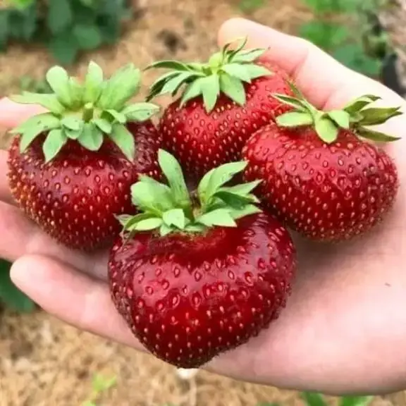 

Клубника "МАЛЬВИНА" / Саженцы / Премиум качество (ЗАКАНЧИВАЕТСЯ)