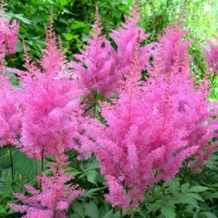 

Астильба Глория Пурпурея (Gloria Purpurea)