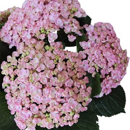 

Гортензія Попкорн (саджанці)