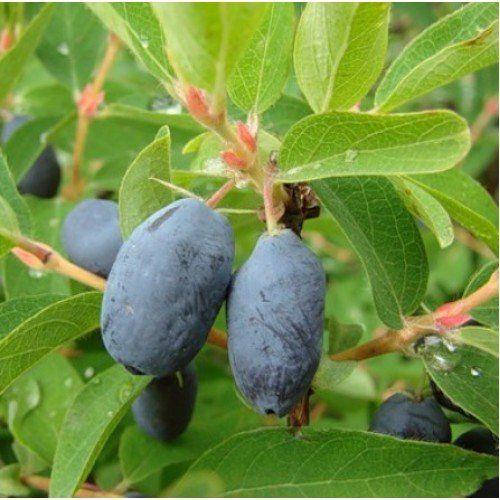 

Саженцы жимолости съедобной Дуэт - средне-поздняя, зимостойкая, урожайная