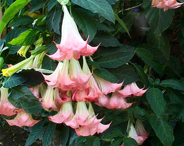 

Дурман ( Бругмансия) розовый.