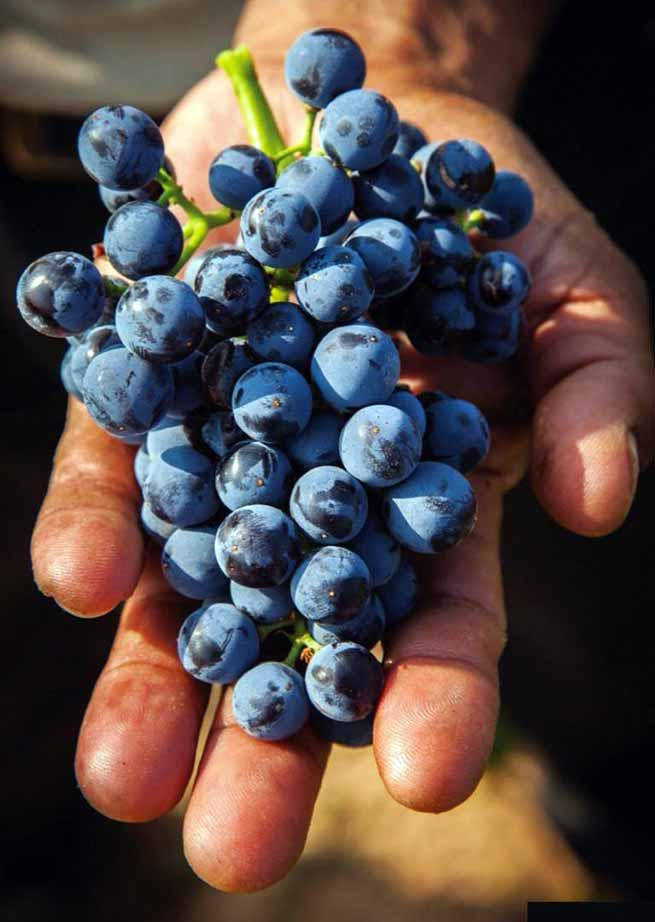 

Саженцы винограда Гренаш(Гарнача)