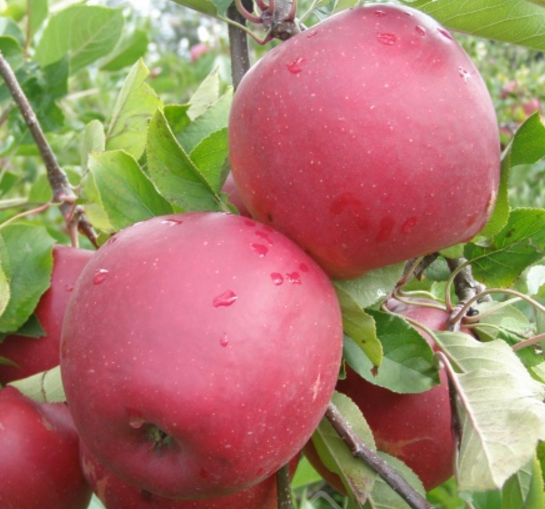 

Яблоня Дарк Рубин. (54-118). (вв). Зимний сорт