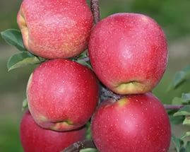 

Яблуня Чемпион